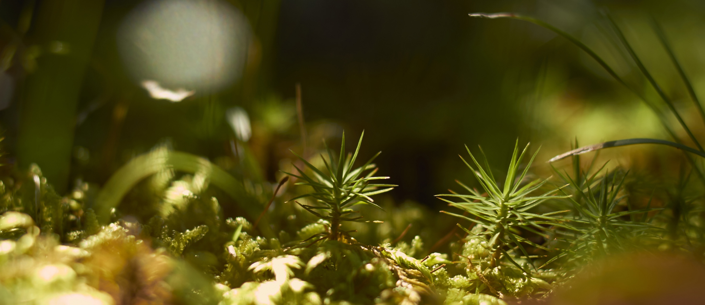_MG_2925-web